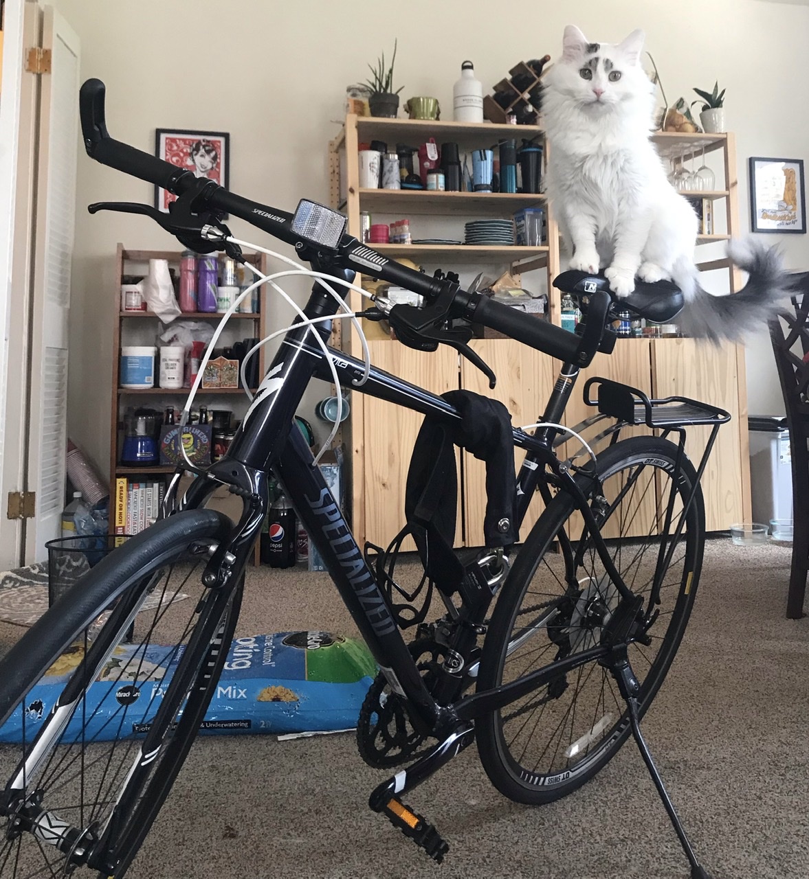 Specialized Vita Pro