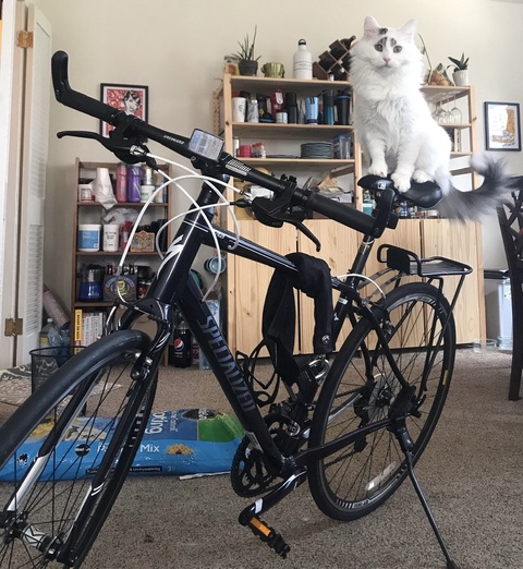 Specialized Vita Pro