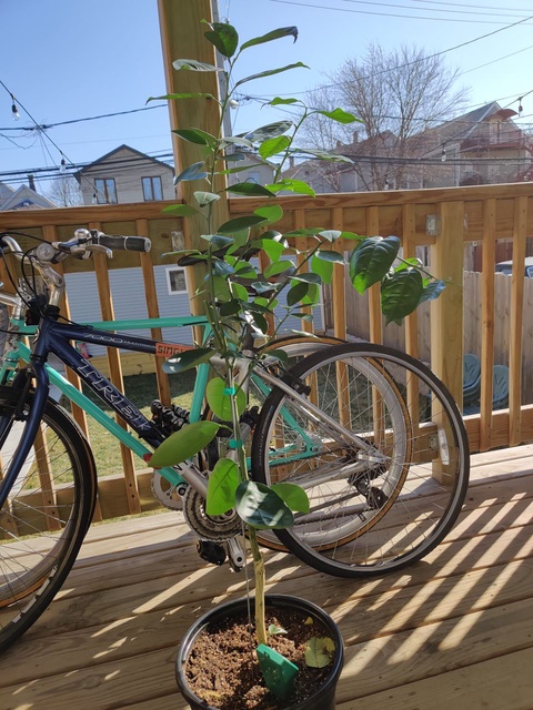 Trek 7000